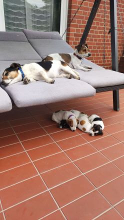 Jack Russel Welpen