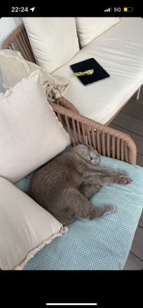 Zwei wundervolle Katzengeschwister zu verkaufen