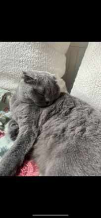 Zwei wundervolle Katzengeschwister zu verkaufen