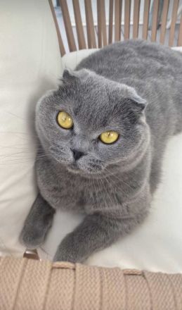 Zwei wundervolle Katzengeschwister zu verkaufen