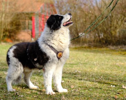 Bero wartet schon lange auf ein Zuhause