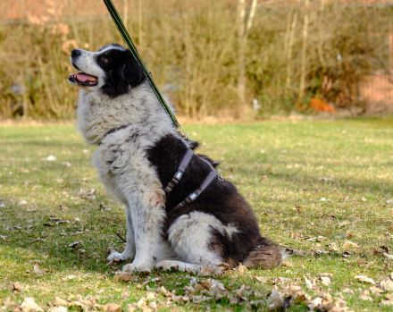 Bero wartet schon lange auf ein Zuhause