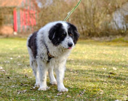 Bero wartet schon lange auf ein Zuhause