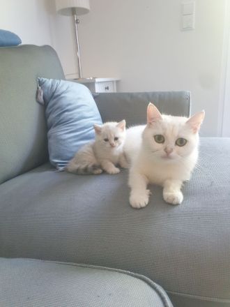 Reinrassige BKH Kitten