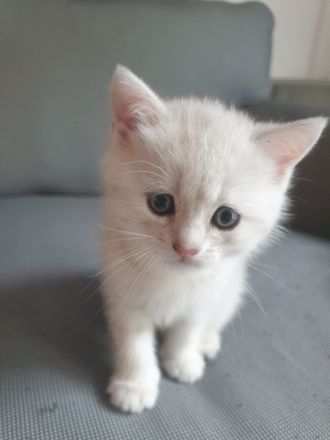 Reinrassige BKH Kitten