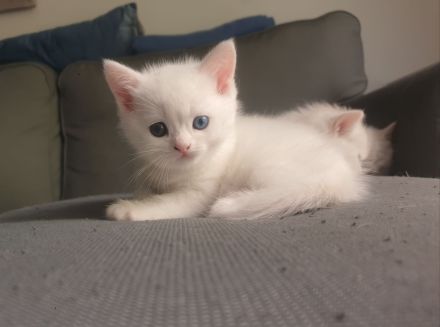 Reinrassige BKH Kitten