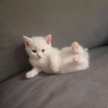 Reinrassige BKH Kitten