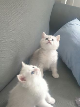 Reinrassige BKH Kitten