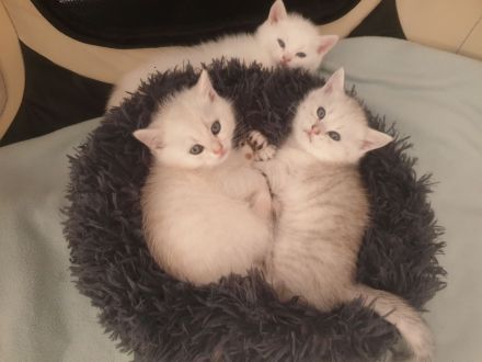 Reinrassige BKH Kitten