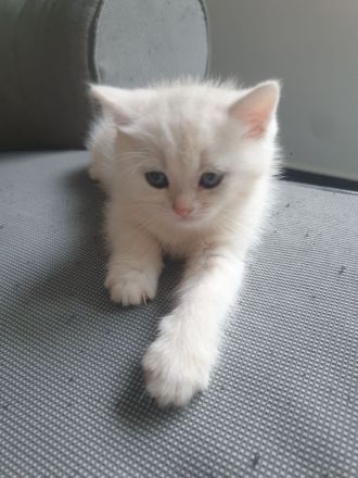 Reinrassige BKH Kitten