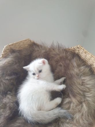 Reinrassige BKH Kitten
