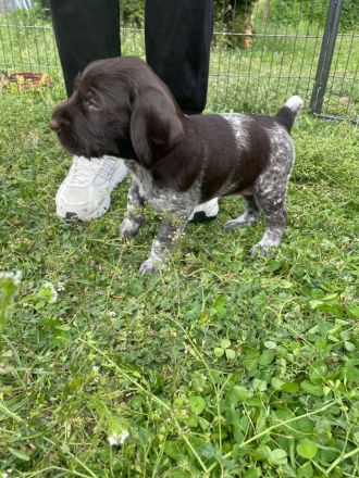 Deutsch-Drahthaar-Welpen