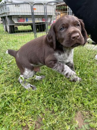 Deutsch-Drahthaar-Welpen