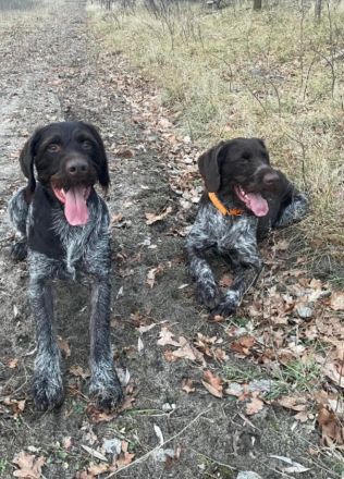 Deutsch-Drahthaar-Welpen