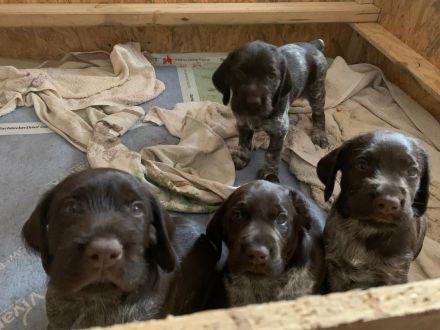 Deutsch-Drahthaar-Welpen
