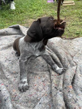 Deutsch-Drahthaar-Welpen