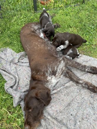 Deutsch-Drahthaar-Welpen