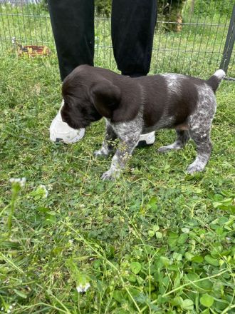 Deutsch-Drahthaar-Welpen