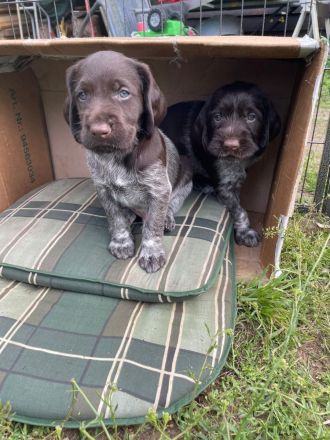 Deutsch-Drahthaar-Welpen