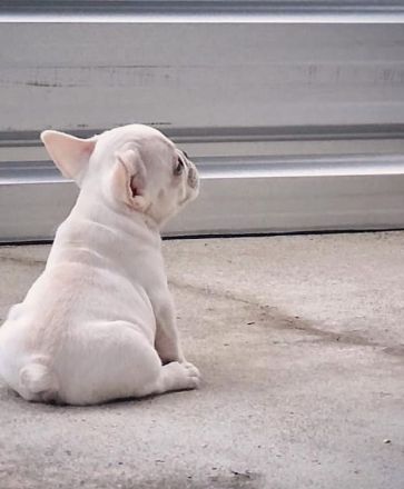 Süße französische Bulldogge