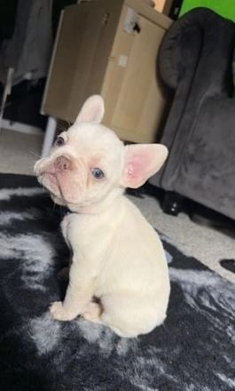 Süße französische Bulldogge