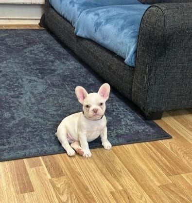 Süße französische Bulldogge