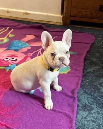 Süße französische Bulldogge