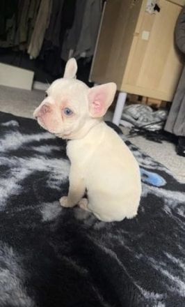 Süße französische Bulldogge