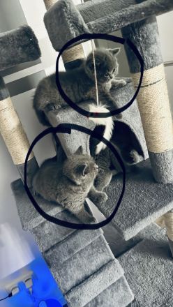 Bärchen BKH Baby Kater (7wochen alt)