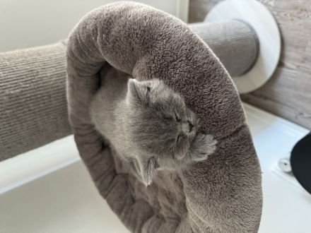 Bärchen BKH Baby Kater (7wochen alt)