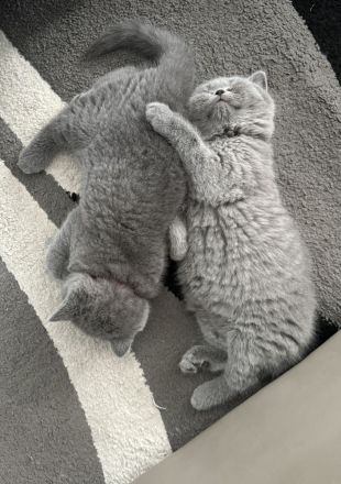 Bärchen BKH Baby Kater (7wochen alt)