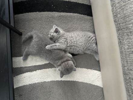 Bärchen BKH Baby Kater (7wochen alt)