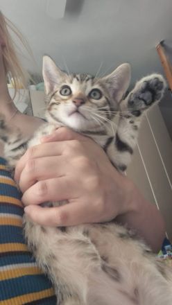 Bengal Katzen MIX. 20.02.24 Geboren