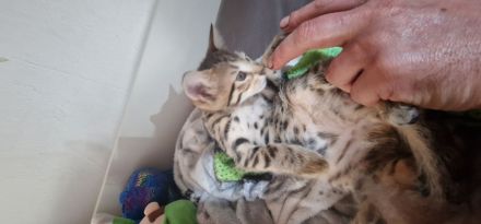 Bengal Katzen MIX. 20.02.24 Geboren