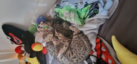 Bengal Katzen MIX. 20.02.24 Geboren