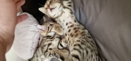 Bengal Katzen MIX. 20.02.24 Geboren