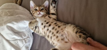 Bengal Katzen MIX. 20.02.24 Geboren