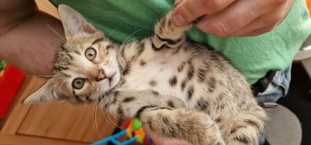 Bengal Katzen MIX. 20.02.24 Geboren