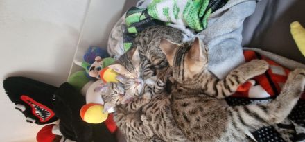 Bengal Katzen MIX. 20.02.24 Geboren