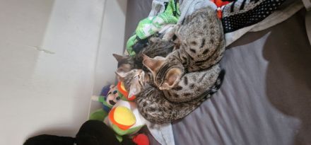 Bengal Katzen MIX. 20.02.24 Geboren