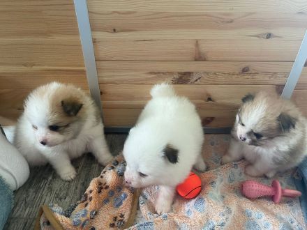 Zwergspitz/Pomeranian