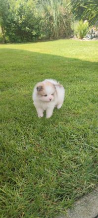 Zwergspitz/Pomeranian