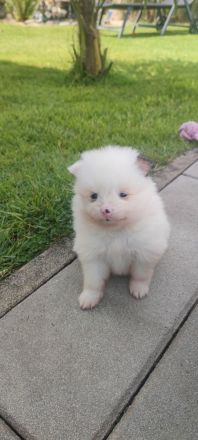 Zwergspitz/Pomeranian