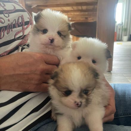 Zwergspitz/Pomeranian