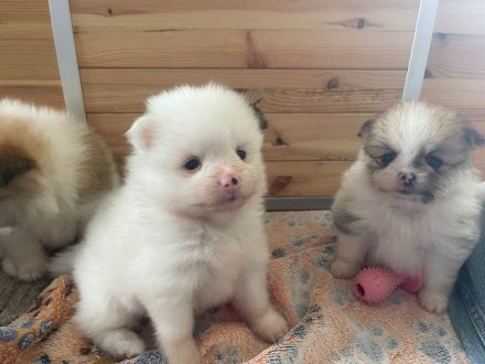 Zwergspitz/Pomeranian