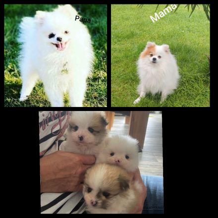 Zwergspitz/Pomeranian