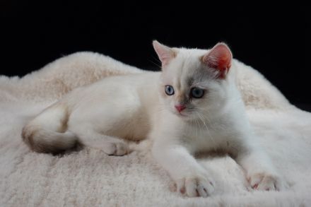 BKH Kitten - blue golden shell Point mit Stammbaum abgabebereit