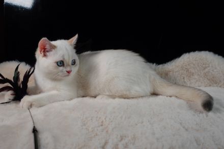 BKH Kitten - blue golden shell Point mit Stammbaum abgabebereit