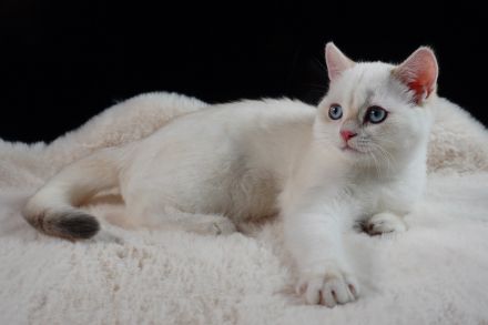 BKH Kitten - blue golden shell Point mit Stammbaum abgabebereit