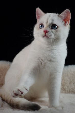 BKH Kitten - blue golden shell Point mit Stammbaum abgabebereit